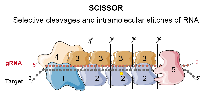 SCISSOR Fragment Cutting